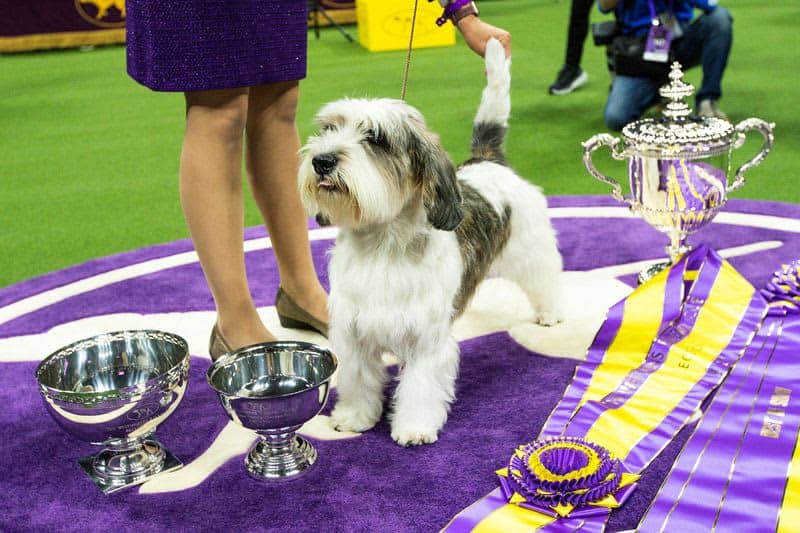 Dog named Buddy Holly is first of its breed to win Westminster show 12 677935 origin 1