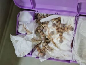 Almost 90 reptiles found in luggage seized at Vienna airport 48 682750 origin 1