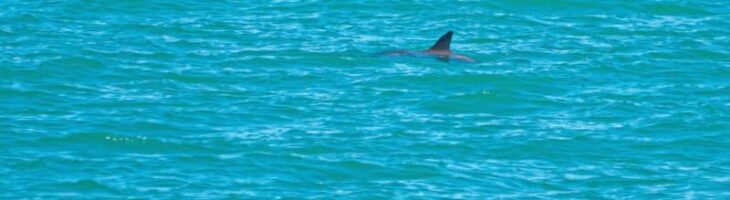 The secret sex lives of harbor porpoises in the San Francisco strait