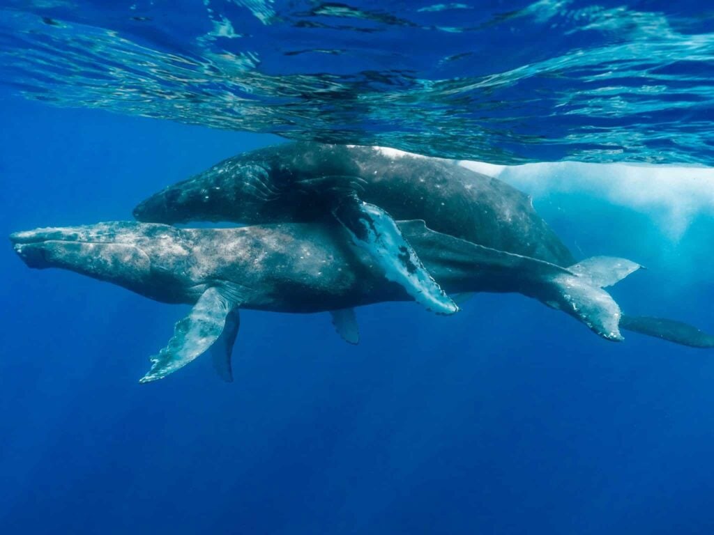 Gay Whales First Humpback Sex Tape Ever Turns Out To Be Two Males … But It S Complicated